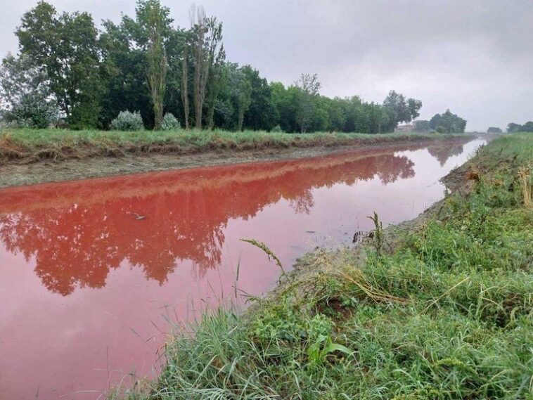 Couleurs anormales des eaux en Émilie-Romagne après le déluge : des tonnes de poissons morts 1 Couleurs anormales des eaux en Émilie-Romagne après le déluge : des tonnes de poissons morts