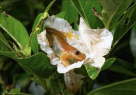 L'étrange histoire de la grenouille qui pollinise les fleurs au lieu des abeilles : "Cela n'est jamais arrivé auparavant"