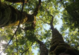 Les superarbres de la Silicon Valley promettent de résoudre l'urgence climatique (mais ils ne le font pas tout à fait)