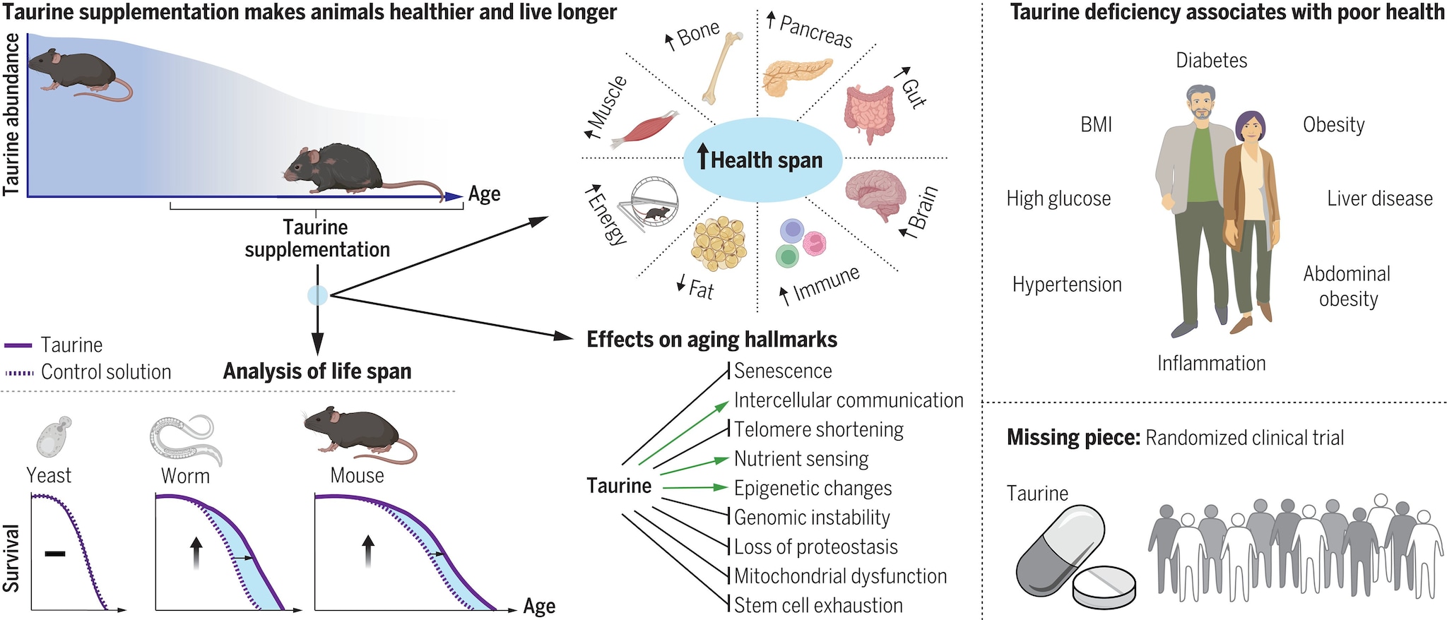 Un acide aminé peut être le secret d'une vie plus longue 3 Les taux sanguins diminuent avec l'âge (en haut à gauche). Une inversion de ce déclin grâce à la supplémentation en taurine a augmenté la durée de vie saine des souris et des vers, mais pas des levures (en bas à gauche et en haut au centre). La supplémentation en taurine a affecté plusieurs caractéristiques du vieillissement (milieu). Chez l'homme, des concentrations plus faibles de taurine ont été associées à davantage de maladies (en haut à droite). Un essai humain randomisé pour évaluer les effets anti-âge de la taurine est justifié (en bas à droite) / Crédit : P. Singh et al. Sciences 2023