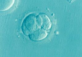 Créé les premiers embryons humains synthétiques en laboratoire : obtenus à partir de cellules souches modifiées 9 Créé les premiers embryons humains synthétiques en laboratoire : obtenus à partir de cellules souches modifiées