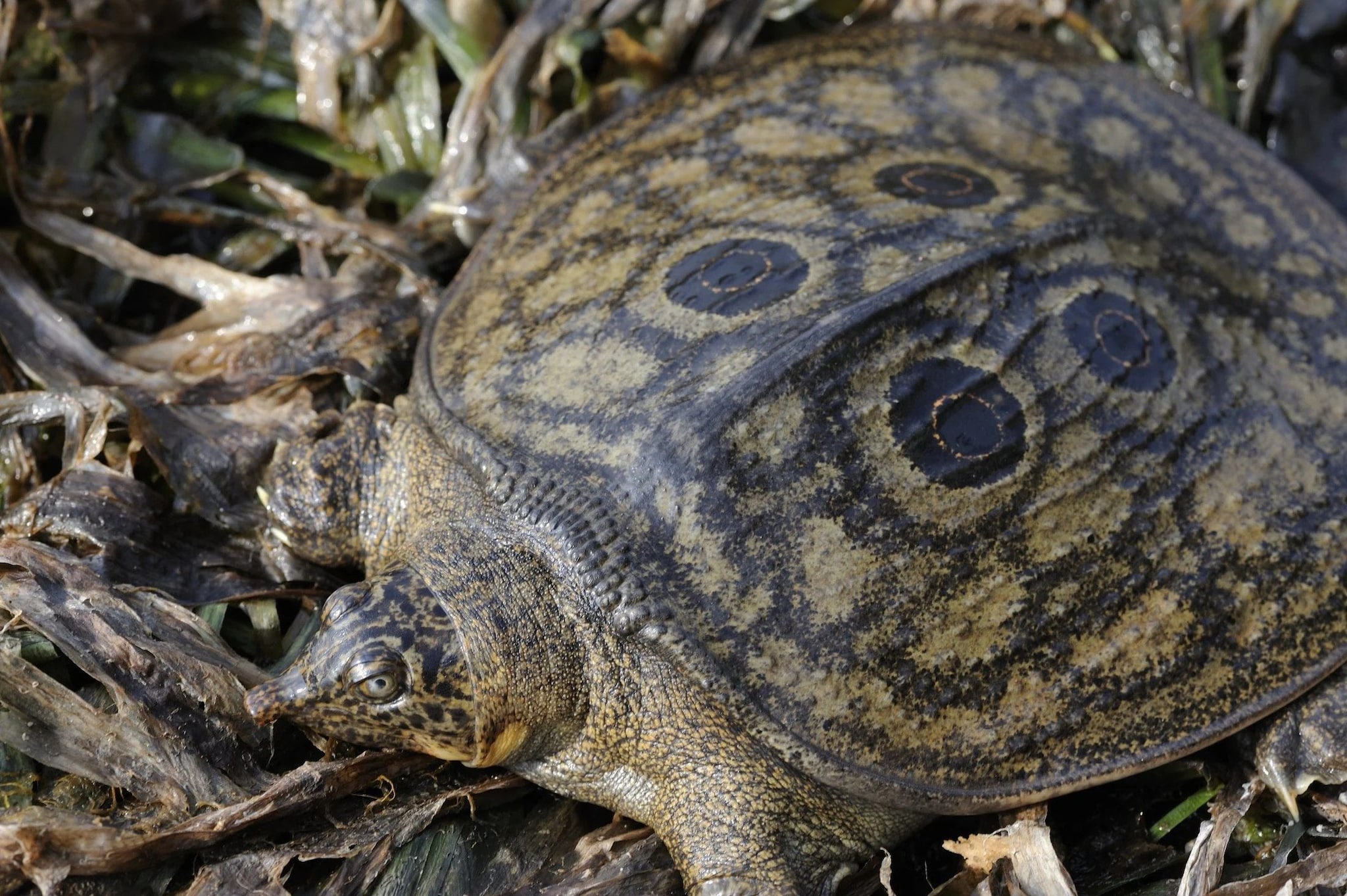 Une tortue en danger critique d'extinction donne naissance à 15 bébés : du jamais vu dans la nature 3 Un spécimen adulte. Crédit : Jeremy Holden / Faune & flore