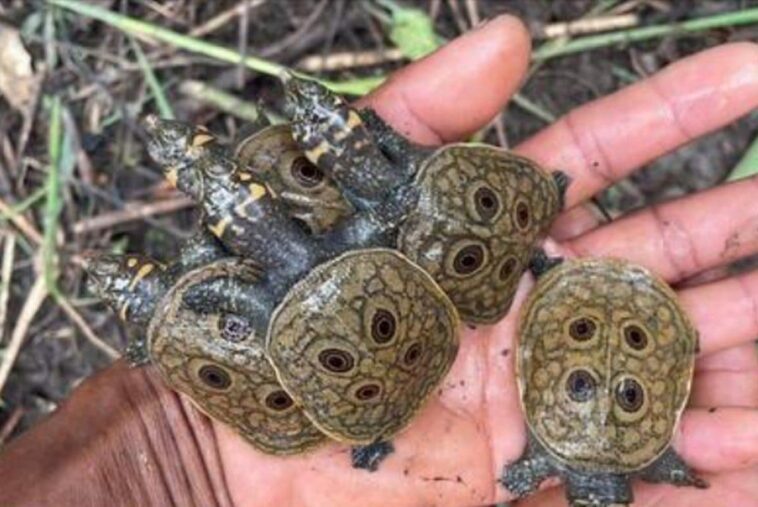 Une tortue en danger critique d'extinction donne naissance à 15 bébés : du jamais vu dans la nature 1 Une tortue en danger critique d'extinction donne naissance à 15 bébés : du jamais vu dans la nature