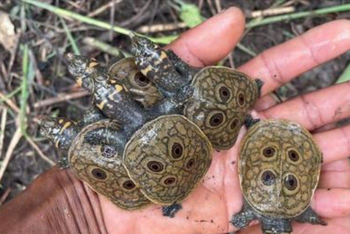 Une tortue en danger critique d'extinction donne naissance à 15 bébés : du jamais vu dans la nature