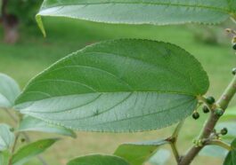 Composé de cannabis trouvé dans une plante entièrement différente