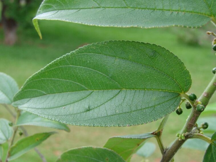 Composé de cannabis trouvé dans une plante entièrement différente 1 Composé de cannabis trouvé dans une plante entièrement différente