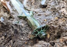 Très rare et magnifique épée de 3 000 ans découverte dans une tombe : elle brille encore