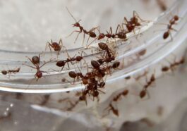 Nous avons enfin compris comment les fourmis communiquent entre elles