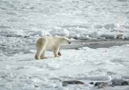 Adieu à la banquise arctique en été d'ici 10 ans : sombre prédiction des scientifiques