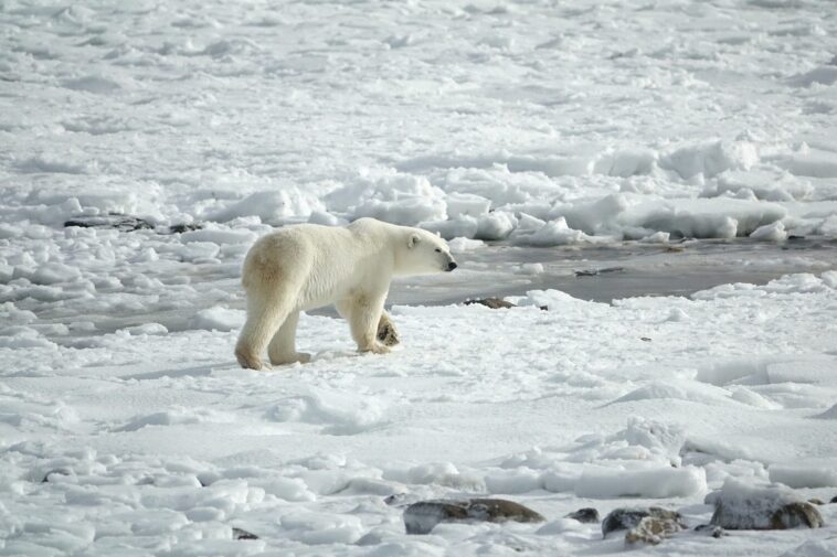 Adieu à la banquise arctique en été d'ici 10 ans : sombre prédiction des scientifiques 1 Adieu à la banquise arctique en été d'ici 10 ans : sombre prédiction des scientifiques