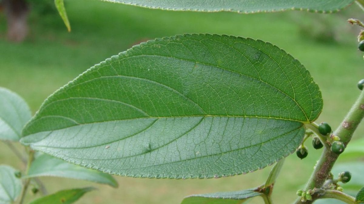 Composé de cannabis trouvé dans une plante entièrement différente 2 Tremble micrantha / Crédit : Wikipédia
