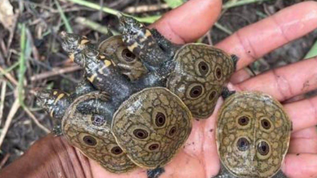 Une tortue en danger critique d'extinction donne naissance à 15 bébés : du jamais vu dans la nature 2 Crédit : Jeremy Holden / Faune & flore