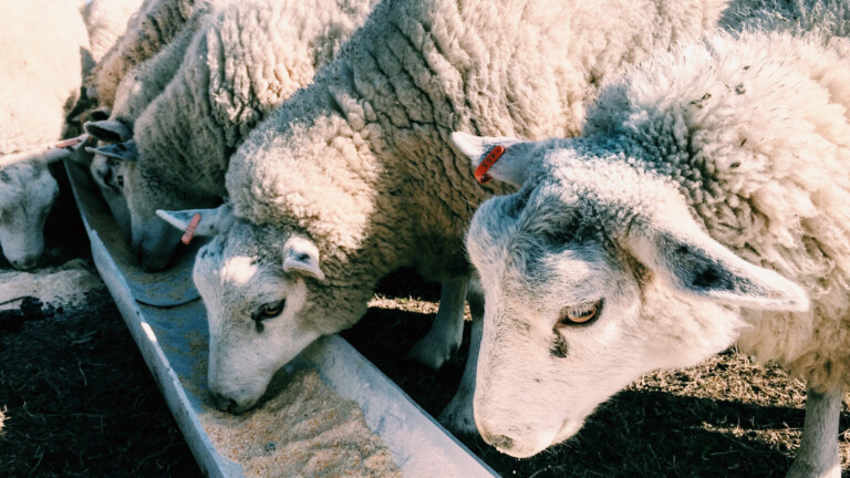 Laver correctement la laine mérinos : Conseils pour un entretien optimal 7 Moutons mérinos