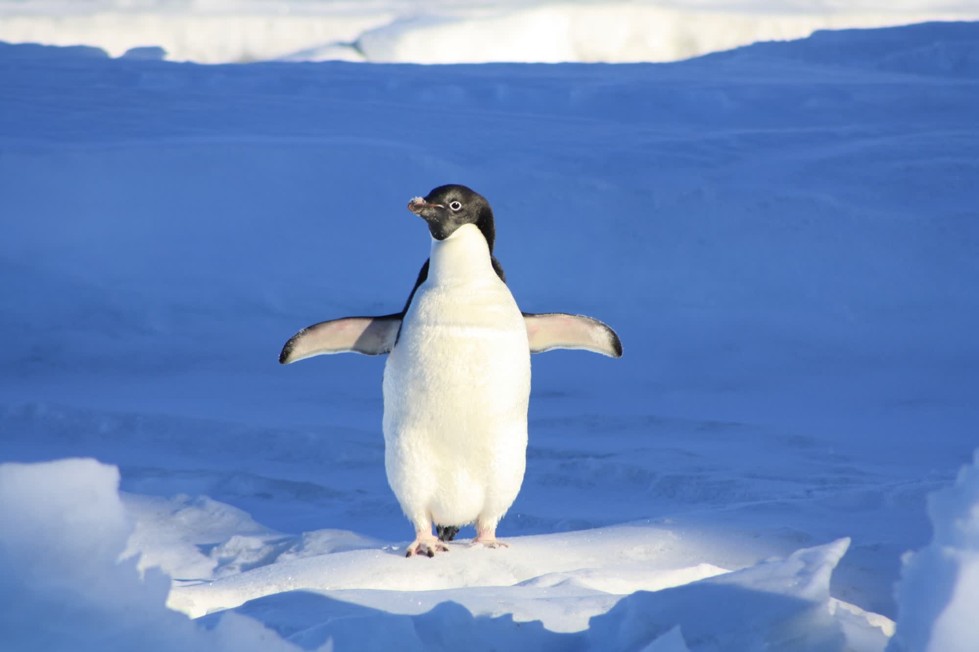 Les niveaux de glace de mer en Antarctique déclinent plus rapidement que jamais 3 1690305633 570 Les niveaux de glace de mer en Antarctique declinent plus