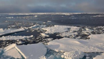 Les niveaux de glace de mer en Antarctique déclinent plus rapidement que jamais 8 Antarctic sea ice levels are declining faster than ever