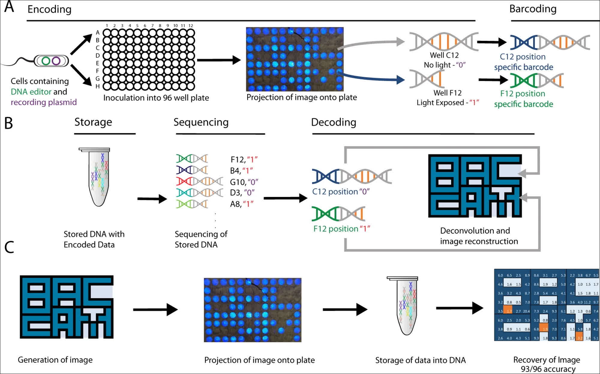 BacCam est une caméra biologique qui transforme l'ADN en un dispositif de stockage d'images 2 BacCam est une camera biologique qui transforme lADN en un