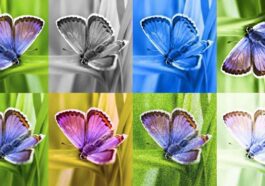 SynthID: The Invisible Mark That Exposes AI-created Images