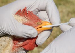 Gripe das aves