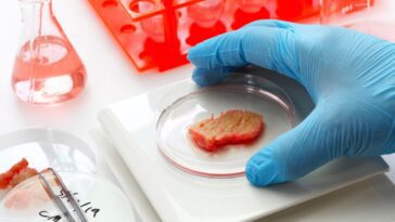 ESA: la viande cultivée comme aliment spatial pour les astronautes est "prometteuse" 15 Imagem de carne cultivada que poderá ser solução para astronautas no espaço