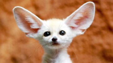 Les changements climatiques modifient le cerveau des animaux 2 Alterações climáticas estão a mudar o cérebro dos animais
