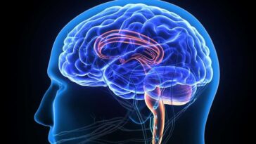 Nouvel appareil permet au cerveau de fonctionner de manière indépendante du corps 16 Implante cerebral