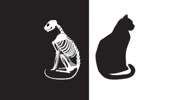 Gato de Schrodinger
