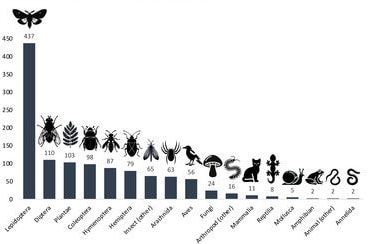 Ils décident de compter toutes les espèces présentes à la maison et font une grande découverte 3 Le nombre total d'espèces observées dans chaque groupe taxonomique sur 12 mois. Rogers AM. et al., Ecology 2023