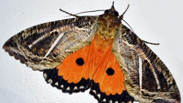 Ils décident de compter toutes les espèces présentes à la maison et font une grande découverte 21 Decidono di contare tutte le specie presenti in casa ma fanno una grossa scoperta