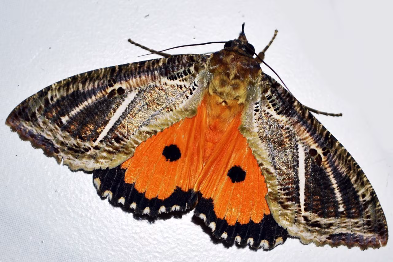 Decidono di contare tutte le specie presenti in casa ma fanno una grossa scoperta