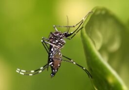 Dengue, in Argentina scatta l’emergenza sanitaria: epidemia collegata a El Niño e crisi clima
