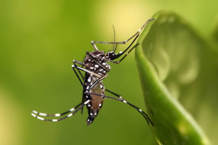 Dengue, en Argentine, la crise sanitaire se déclenche 1 Dengue, in Argentina scatta l’emergenza sanitaria: epidemia collegata a El Niño e crisi clima