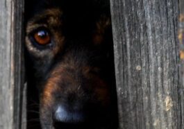 I botti di Capodanno sono pericolosi per cani, gatti e animali selvatici: cosa fare per proteggerli