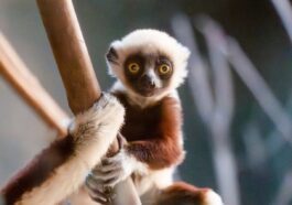 Cucciolo di rarissimo sifaka nato in UK: le splendide immagini del “lemure danzante”