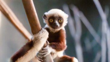 Chiot de sifaka extrêmement rare né au Royaume-Unis : les splendides images du "lémurien dansant" 5 Cucciolo di rarissimo sifaka nato in UK: le splendide immagini del “lemure danzante”