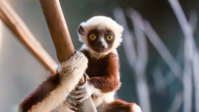 Chiot de sifaka extrêmement rare né au Royaume-Unis : les splendides images du "lémurien dansant" 1 Cucciolo di rarissimo sifaka nato in UK: le splendide immagini del “lemure danzante”
