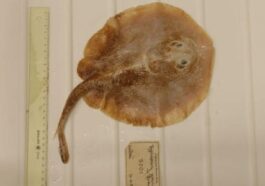 Questo è il primo pesce marino dichiarato estinto a causa dell’uomo: addio alla razza di Giava
