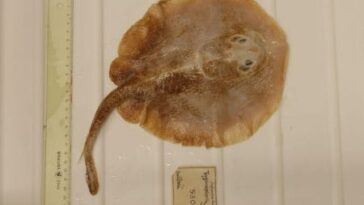 Ceci est le premier poisson marin déclaré éteint à cause de l'homme : adieu à... 4 Questo è il primo pesce marino dichiarato estinto a causa dell’uomo: addio alla razza di Giava