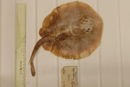 Ceci est le premier poisson marin déclaré éteint à cause de l'homme : adieu à... 1 Questo è il primo pesce marino dichiarato estinto a causa dell’uomo: addio alla razza di Giava