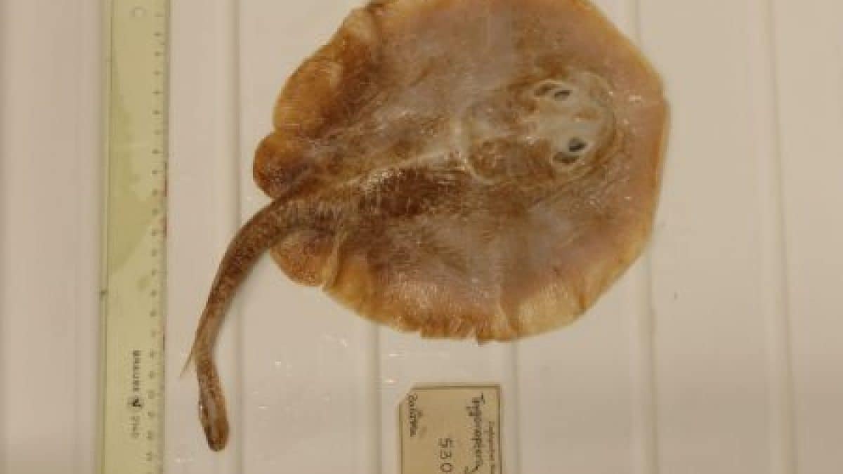 Ceci est le premier poisson marin déclaré éteint à cause de l'homme : adieu à... 2 Credit: Edda Aßel, Museum für Naturkunde Berlin