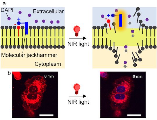 Création d'un "marteau pneumatique" anticancer qui détruit 99 % des cellules tumorales lors des tests 3 Credit: Ciceron Ayala-Orozco/Rice University