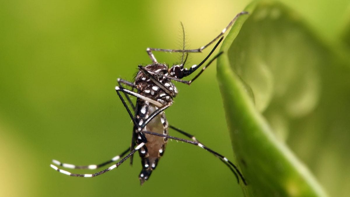 Dengue, en Argentine, la crise sanitaire se déclenche 2 Aedes aegepty, mieux connu sous le nom de moustique de la fièvre jaune, est un moustique qui peut propager les virus de la dengue, du chikungunya, de la fièvre Zika du mayaro, de la fièvre jaune et d'autres agents pathogènes. Crédit : Muhammad Mahdi Karim/ Wikipedia