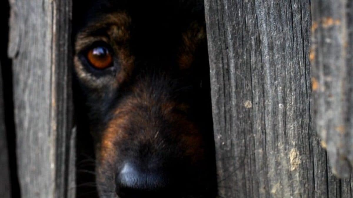 Les feux d'artifice du Nouvel An sont dangereux pour les chiens, les chats et les animaux sauvages : que faire pour les protéger 2 Les feux dartifice du Nouvel An sont dangereux pour les