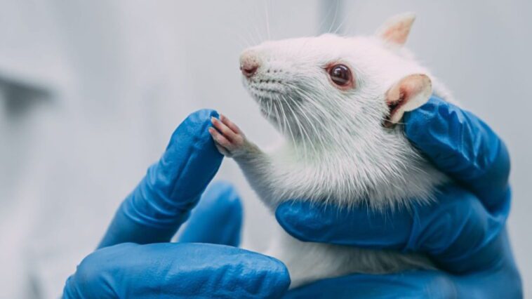 Nouveau dispositif imprimé en 3D pourrait mettre fin aux tests de médicaments sur les animaux 1 Testes em animais