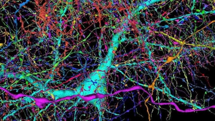 Une nouvelle étude révèle que le cerveau n'est pas le seul responsable de nos souvenirs 4 Cerveau