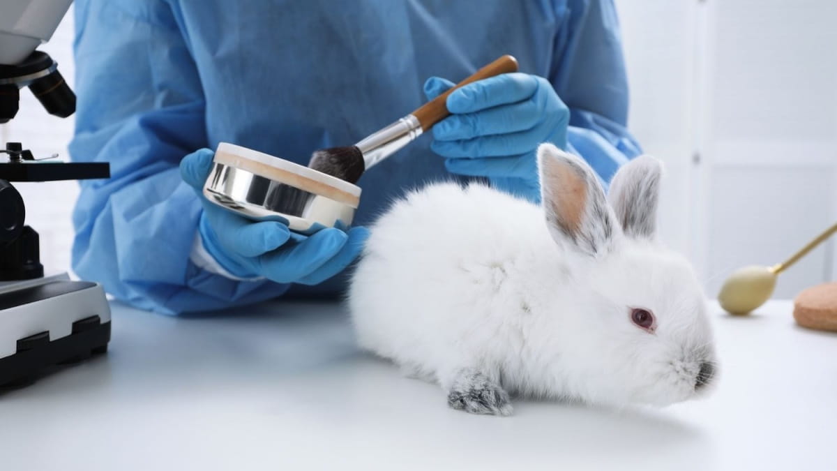 Nouveau dispositif imprimé en 3D pourrait mettre fin aux tests de médicaments sur les animaux 2 Tests Sur Animal Lapin