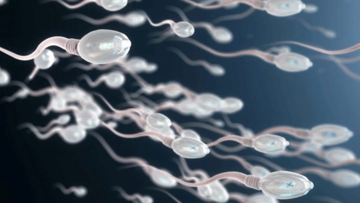 Des scientifiques ont détecté des spermatozoïdes défier l'une des principales lois de la Physique 3 Spermatozoïdes