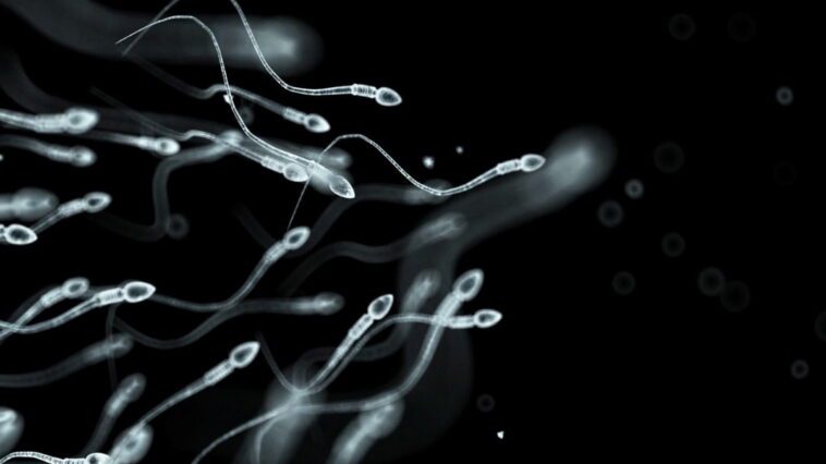 Des scientifiques ont détecté des spermatozoïdes défier l'une des principales lois de la Physique 1 Espermatozoides