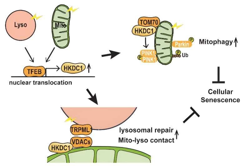 Tant le stress mitochondrial que le stress lysosomal stimulent la translocation nucléaire de TFEB, suivie d'une augmentation de l'expression de HKDC1. HKDC1 stabilise PINK1 par son interaction avec TOM70, facilitant ainsi la mitophagie PINK1/Parkin-dépendante. De plus, HKDC1 et les protéines VDAC avec lesquelles elle interagit sont importantes pour la réparation des lysosomes endommagés et le maintien du contact mitochondrie-lysosome. HKDC1 prévient le vieillissement cellulaire induit par les dommages à l'ADN en maintenant l'homéostasie mitochondriale et lysosomiale / Crédit : Mengying Cui et al., PNAS 2024.