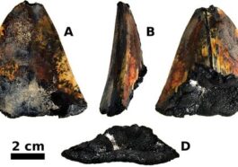 Dente di megalodonte scoperto a 3.000 metri di profondità: era uno squalo preistorico di 20 metri