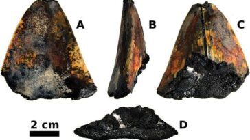 Dent de megalodon découverte à 3 000 mètres de profondeur : c'était un requin préhistorique de... 16 Dente di megalodonte scoperto a 3.000 metri di profondità: era uno squalo preistorico di 20 metri